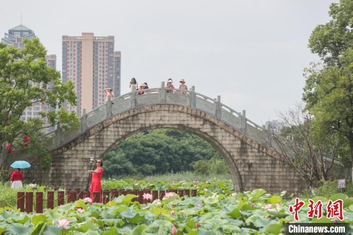6月12日，江西南昌，位于城市之中的象湖湿地公园绿意盎然，夏荷渐开，风景秀美，不少市民游客前来游园赏花，感受大自然的美好。中新社记者 刘力鑫 摄