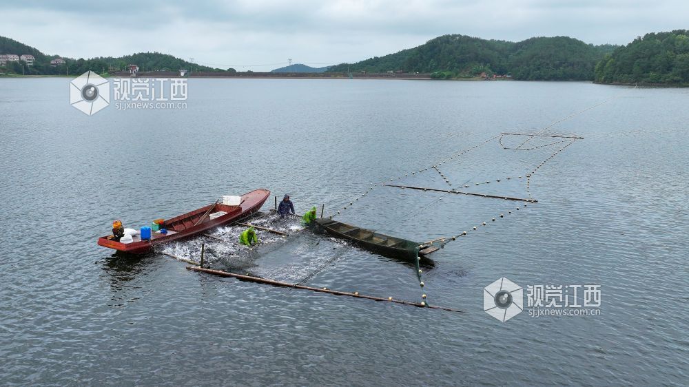 2025年6月12日，江西省吉安市吉水县阜田镇双山水库鱼跃人欢，一派丰收景象，渔民们正忙着收网起鱼。