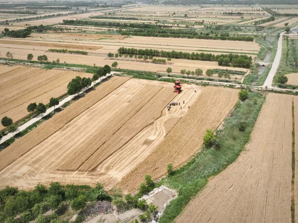 在山东省滨州市无棣县一处麦田，农户正进行收割作业。（无人机照片，受访者供图）