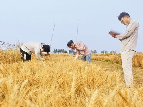6月7日，中国农业大学农学院学生进行小麦茎秆测量。本报记者 陈正摄
