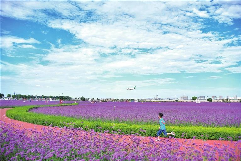 临港花海展现着梦幻般的美景