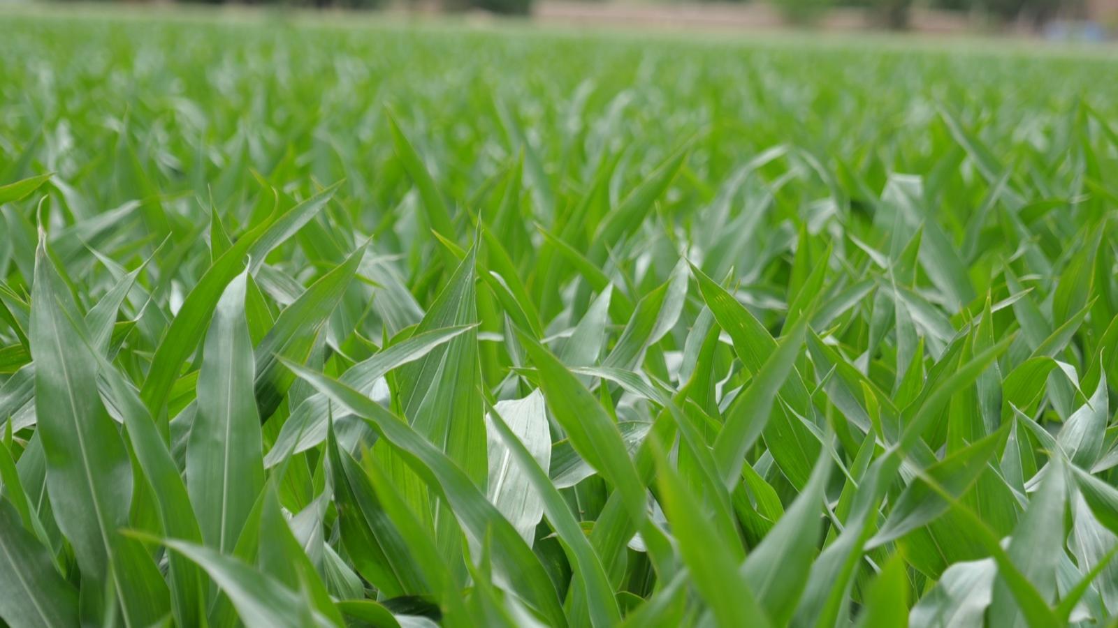 冬小麦“喝”上智慧水 永昌四季耕耘绘就“丰”景长卷