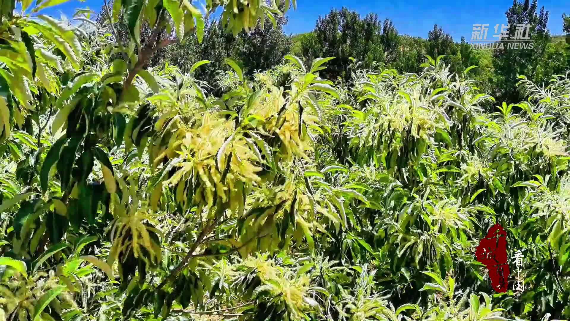 千城百县看中国｜山东临朐：栗花飘香产业兴