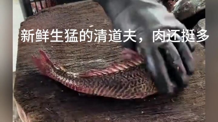 鱼中之王，新鲜生猛的清道夫！肉还挺多不知道老表是不是做生鱼片