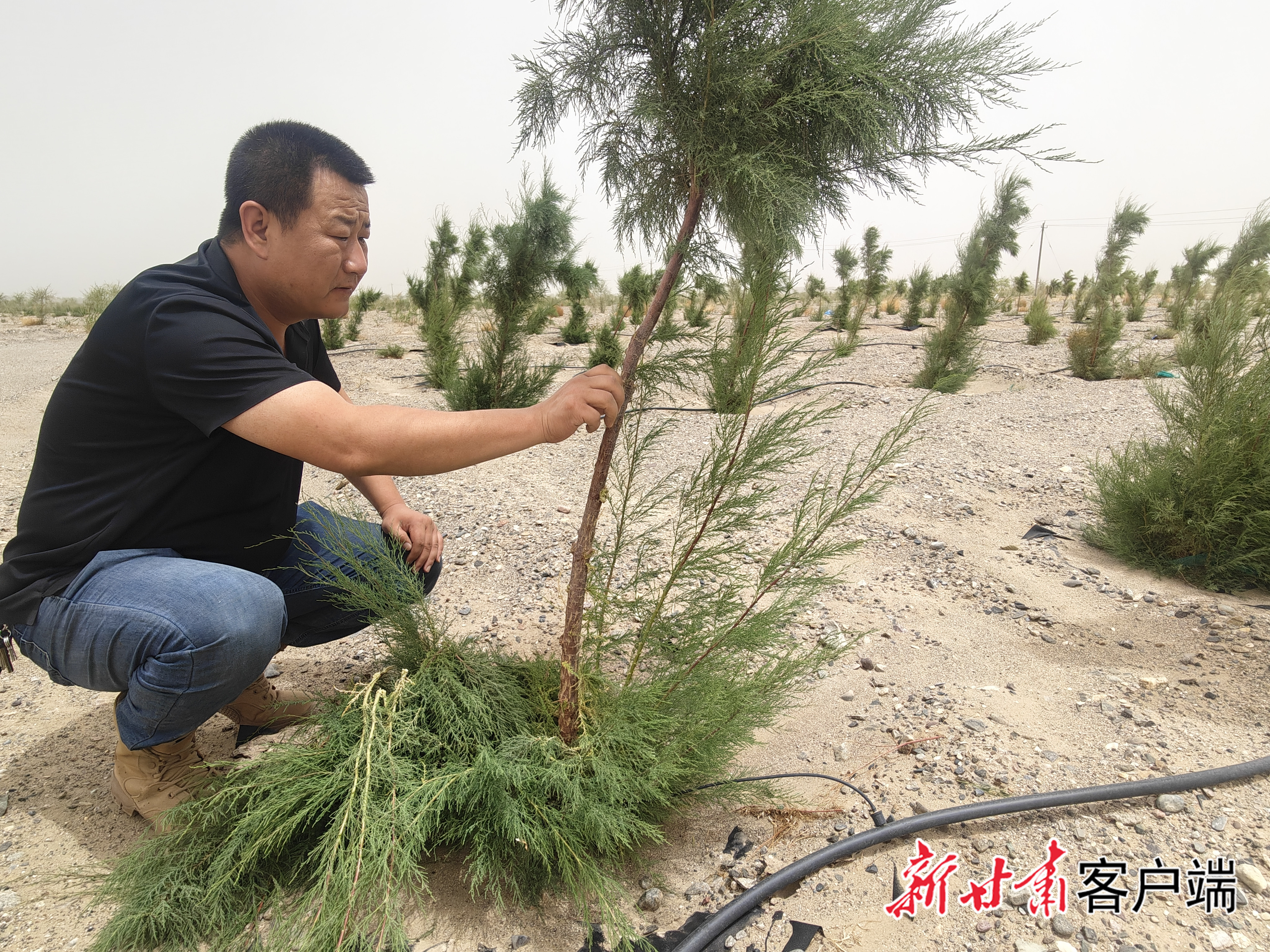 金塔县自然资源局工作人员在防护林检查新种的树木　新甘肃&middot;甘肃日报记者　徐俊勇　摄