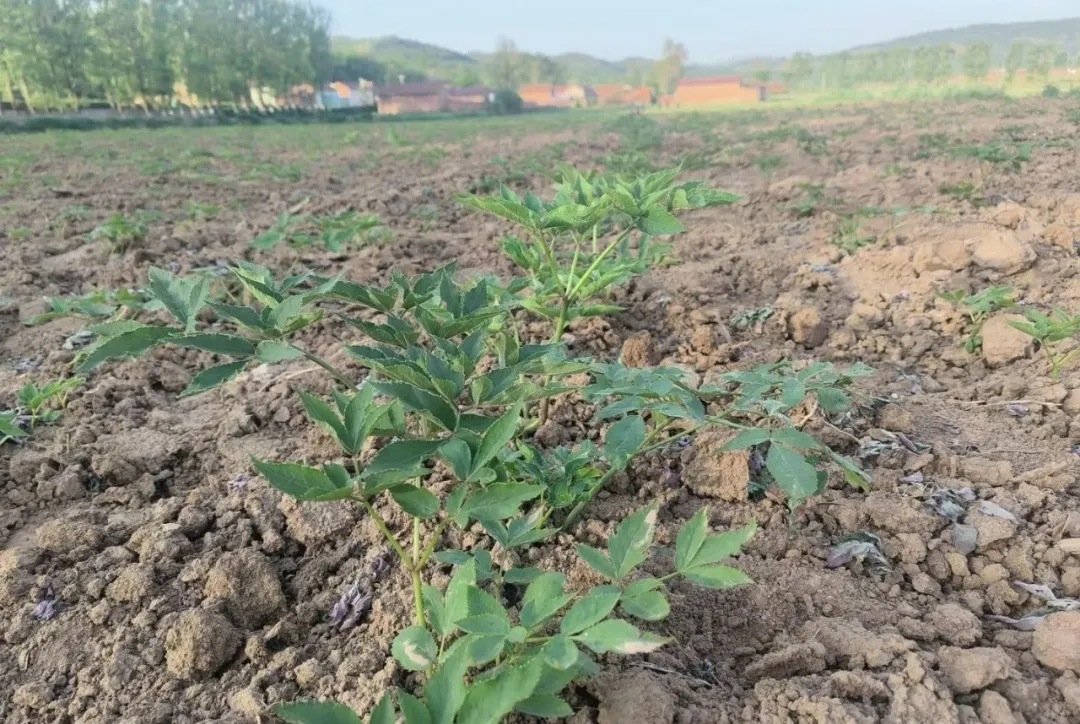 华亭田间药材管护忙　村民笑谈致富经