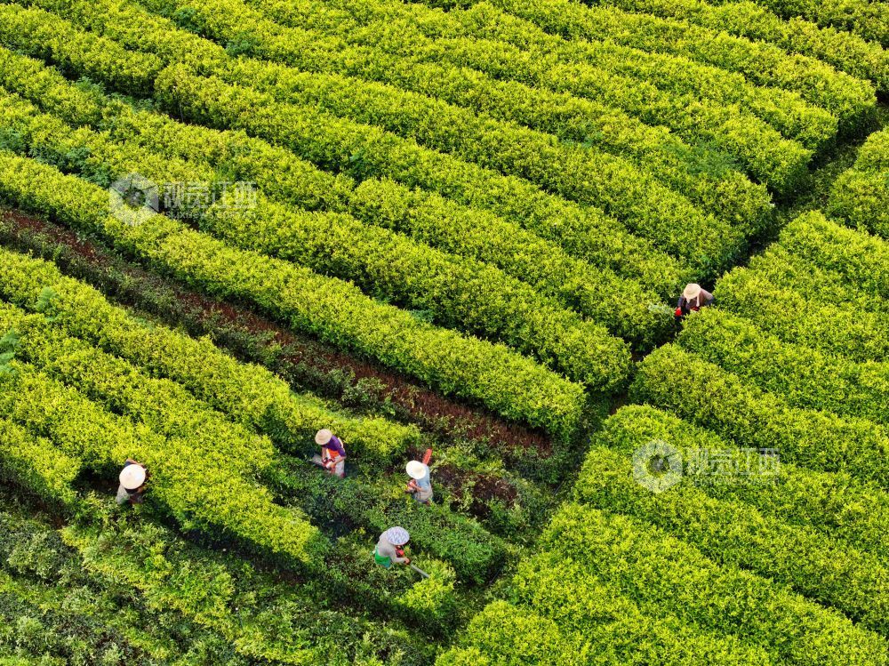 6月9日，江西省吉安市泰和县马市镇甘露村高山黄金茶种植基地，农民正在修剪茶树劳作。