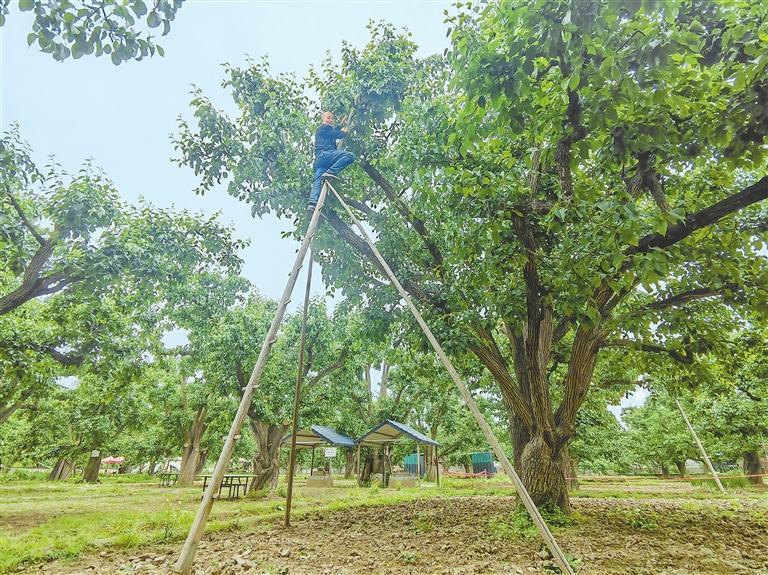 “天把式”魏生恒在云梯上疏果