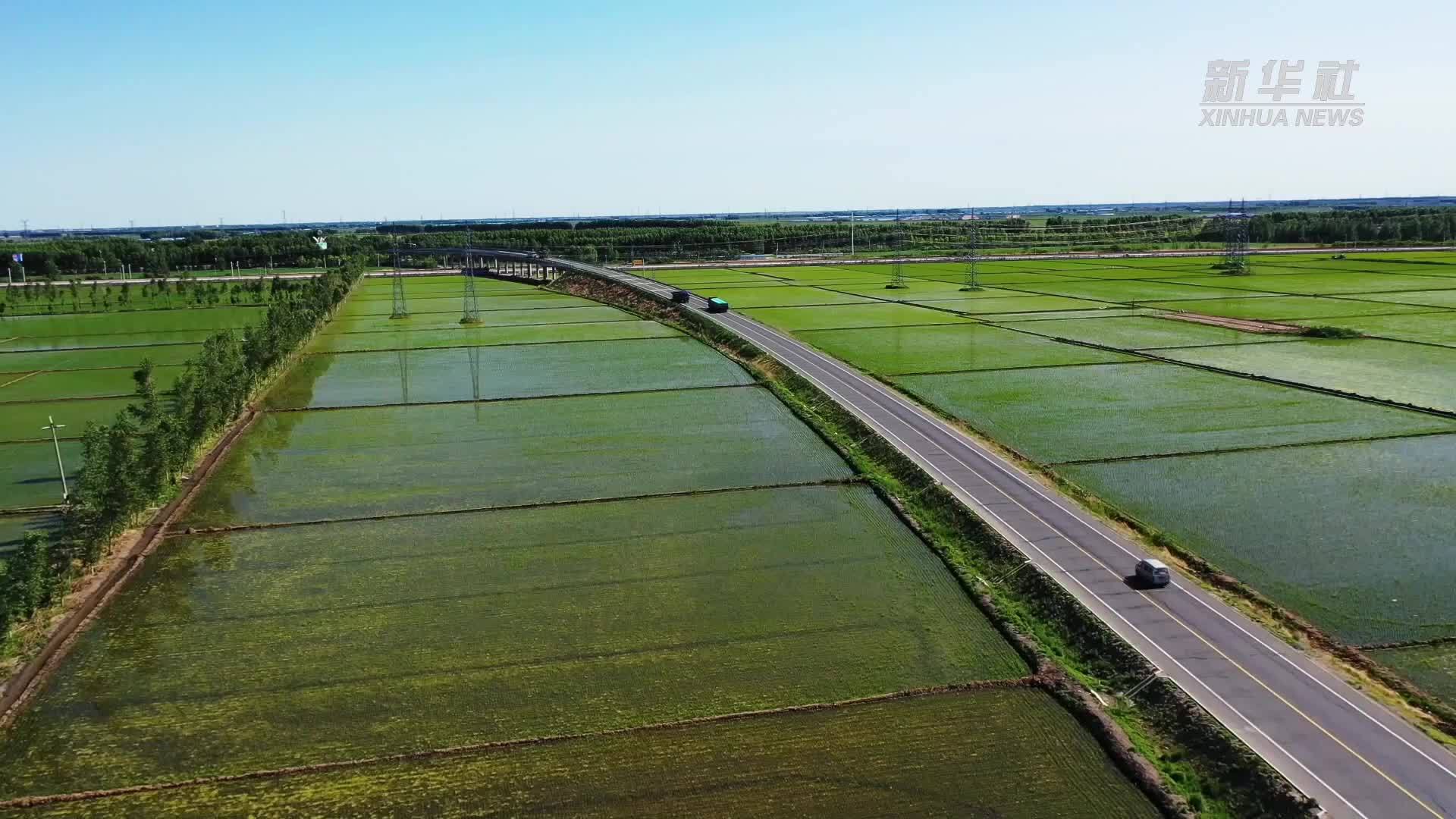 瞰中国｜吉林白城：万亩青秧入画来