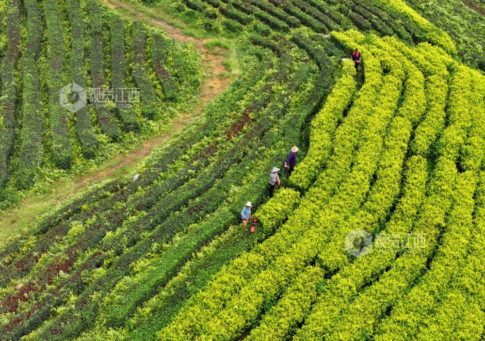 6月9日，江西省吉安市泰和县马市镇甘露村高山黄金茶种植基地，农民正在修剪茶树劳作。
