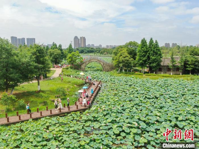 6月12日，江西南昌，航拍位于城市之中的象湖湿地公园绿意盎然，夏荷渐开，风景秀美，不少市民游客前来游园赏花，感受大自然的美好。(无人机照片)中新社记者 刘力鑫 摄