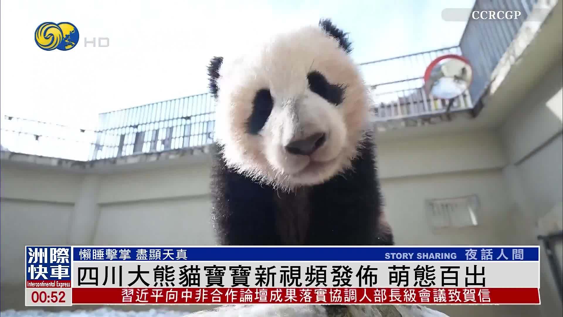 四川大熊猫宝宝新视频发布 萌态百出