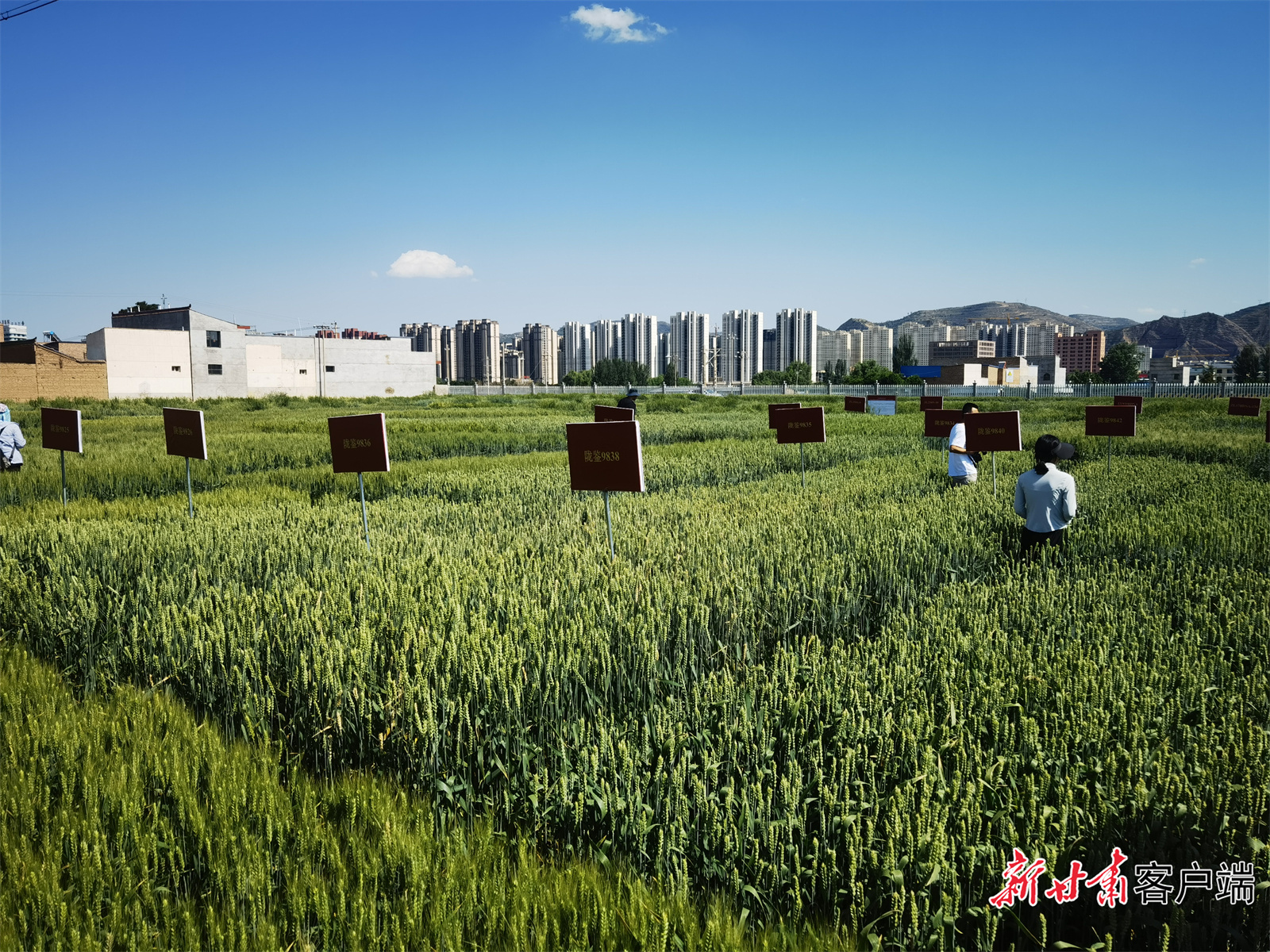 甘谷试验站冬小麦试验田