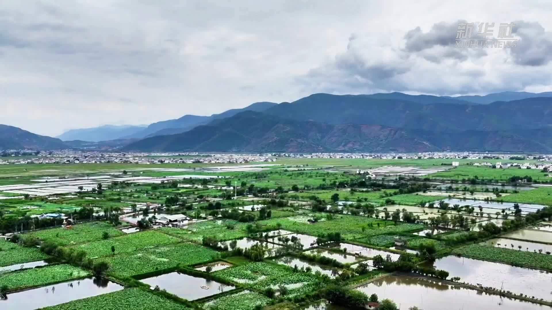 云南永胜：万亩荷田铺展夏日画卷