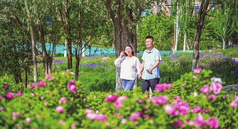 玫瑰盛开时满城芬芳