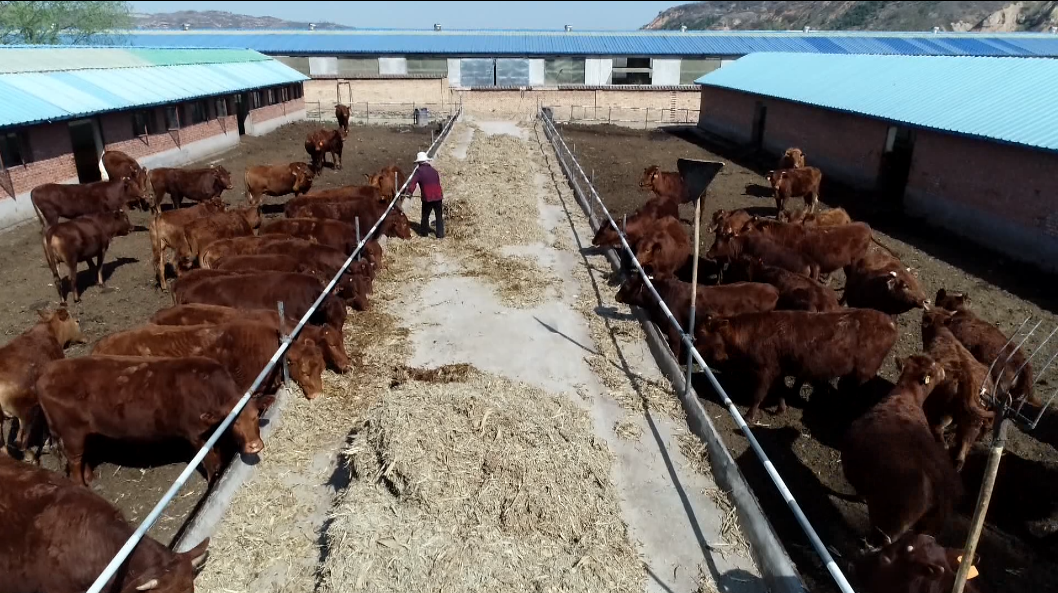 从养殖场到餐桌“链”就特色产业 华亭咋这么“牛”