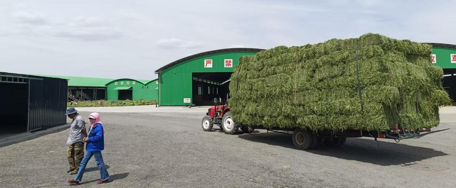 永昌牧草身价暴涨10倍 论斤卖的“黄金”订单爆满