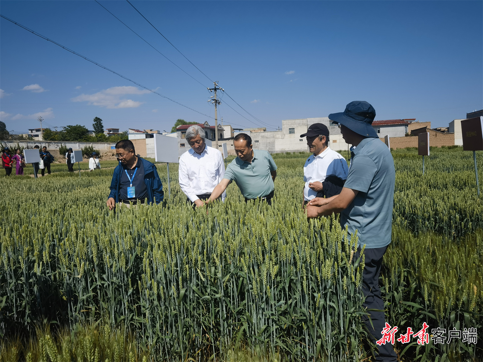 专家查看冬小麦病害情况