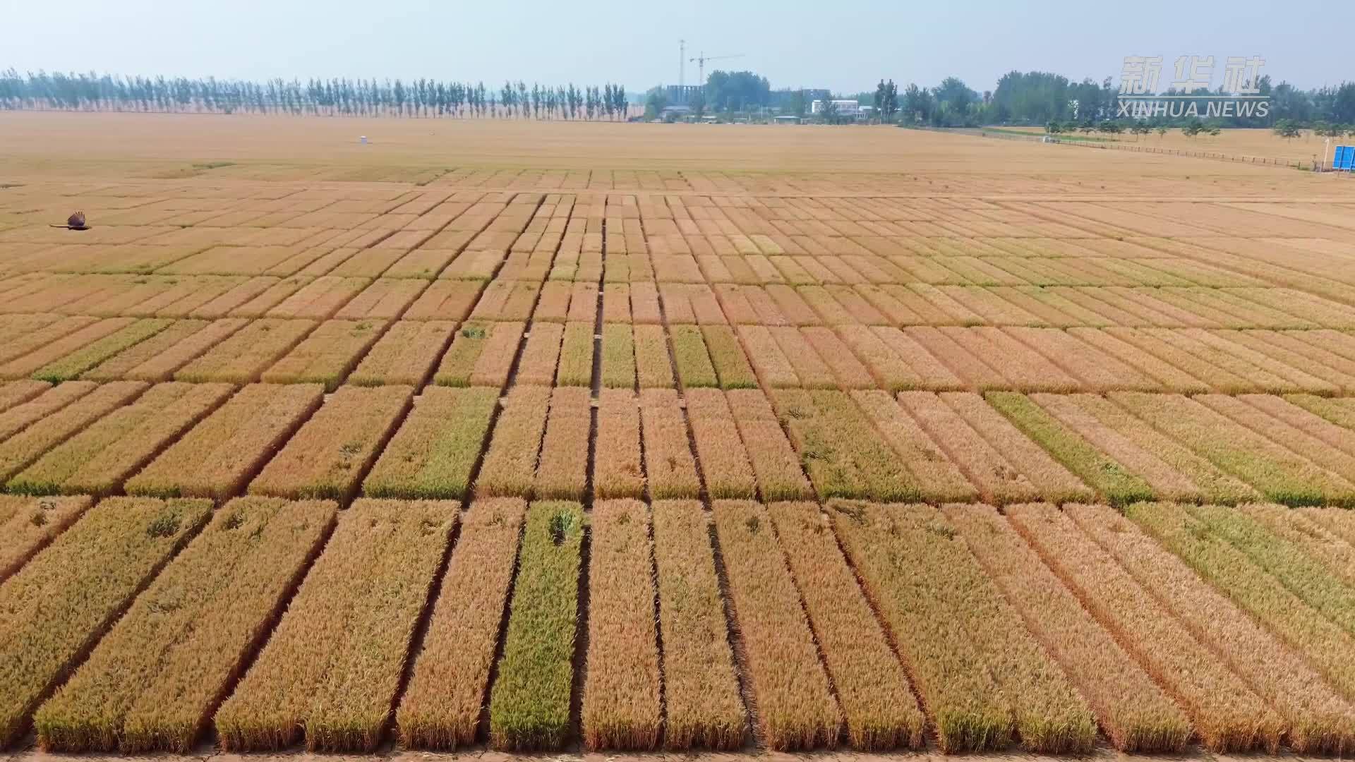 麦田里的中国智造｜小麦也有“身份证”