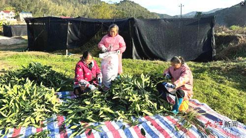 村民在挑选山香圆叶