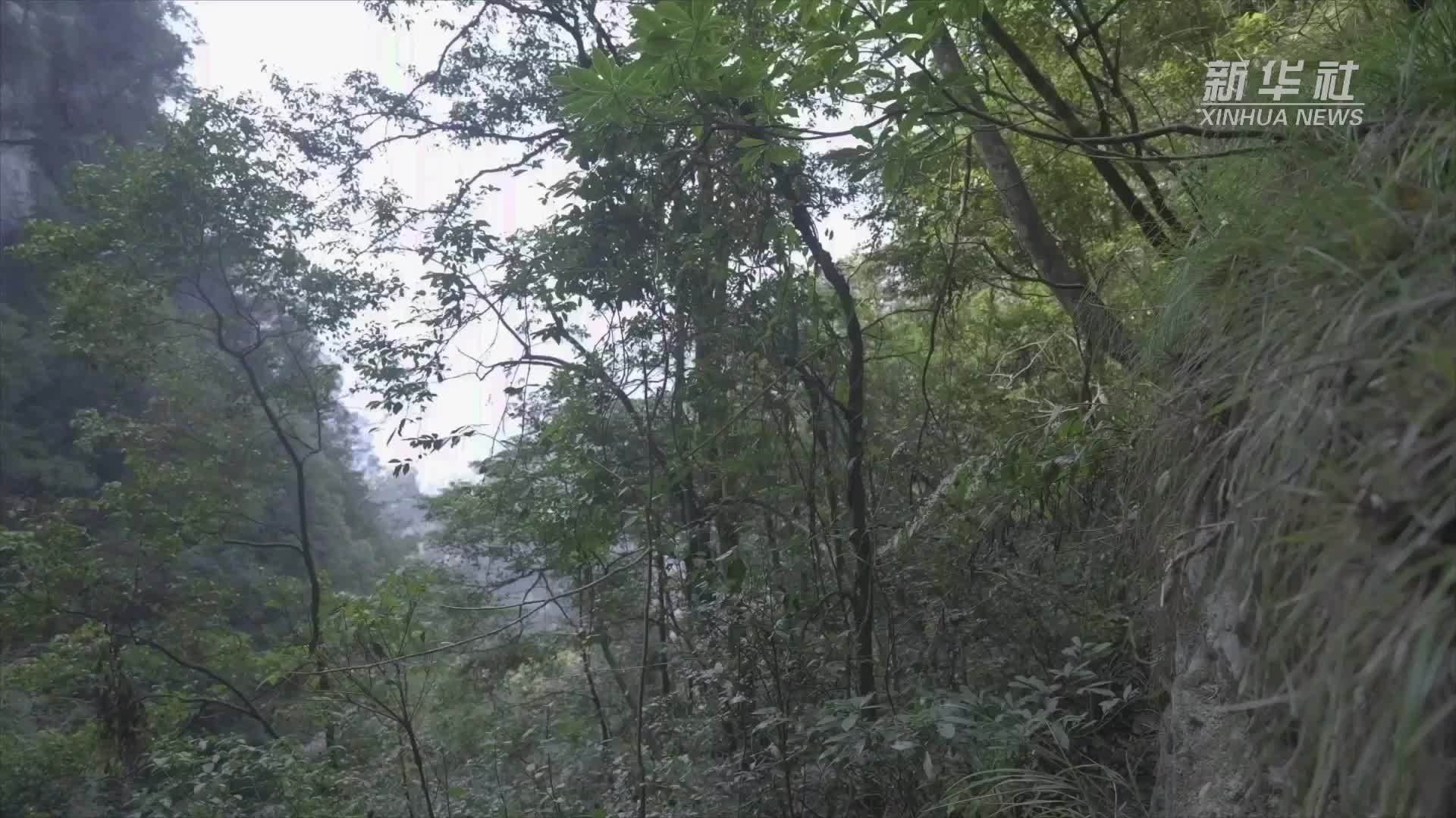 贵州发现新物种“麻阳河紫菀”