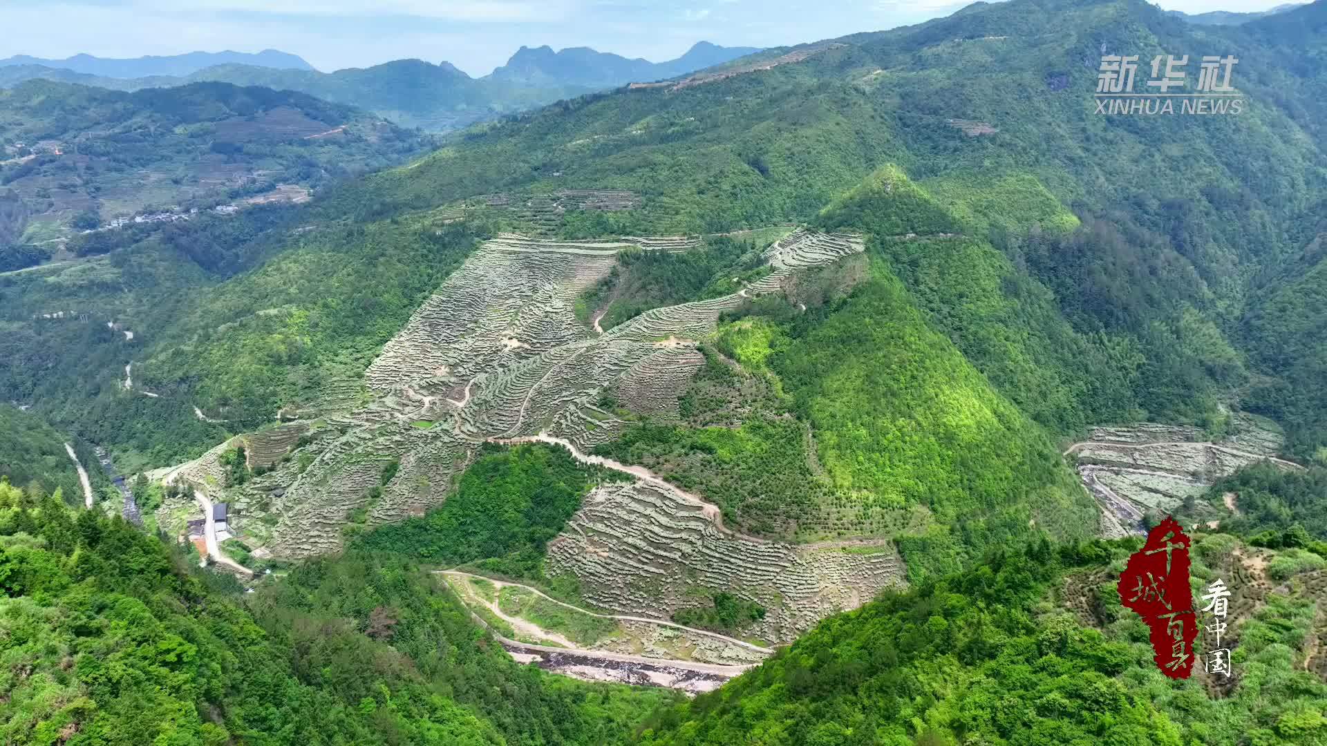 千城百县看中国｜福建寿宁：八百亩栀子花开引客来
