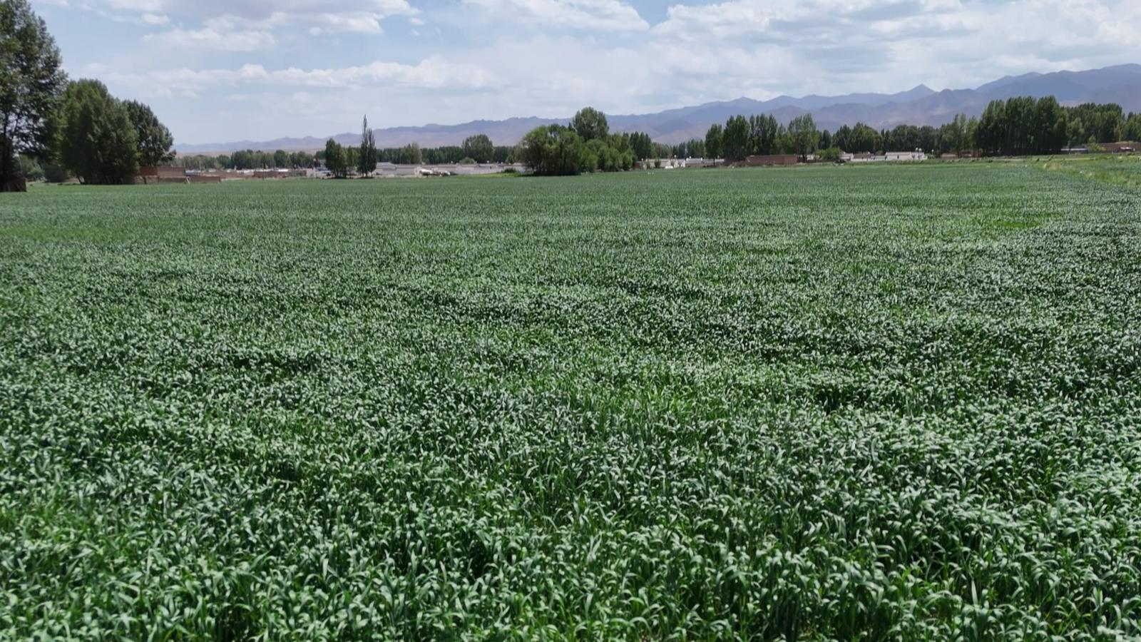 冬小麦“喝”上智慧水 永昌四季耕耘绘就“丰”景长卷