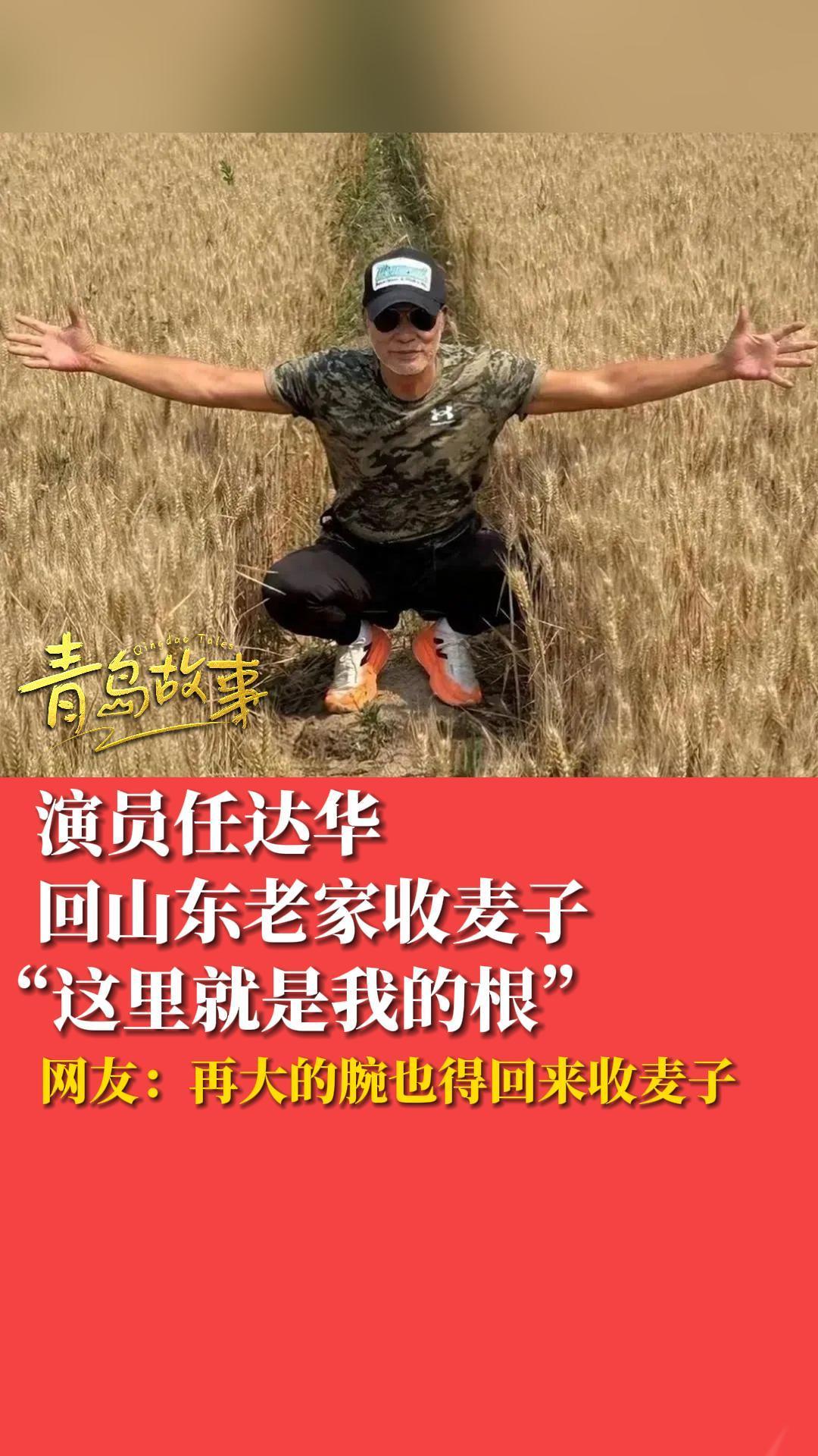 演员任达华回山东老家收麦子 “这里就是我的根”