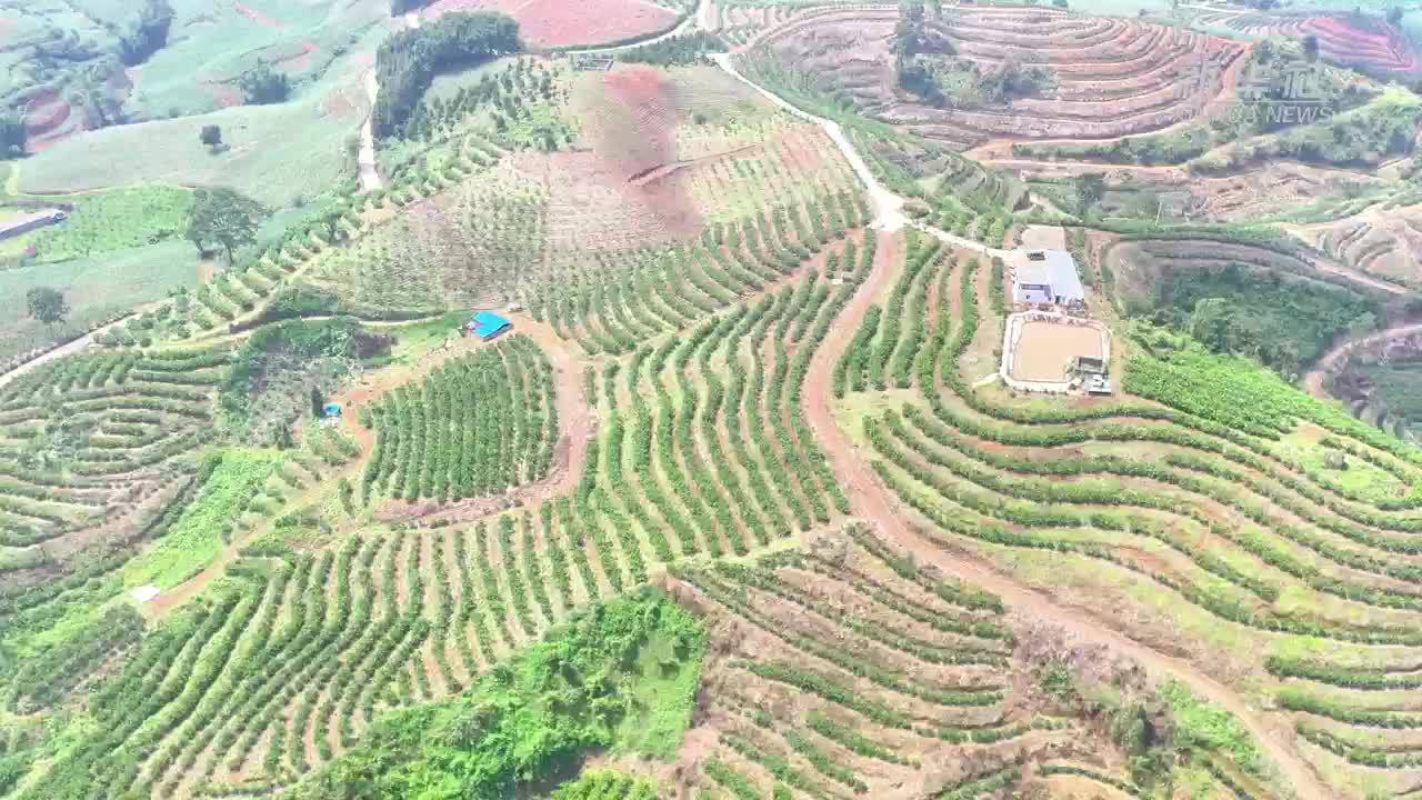 云南瑞丽：柠檬产业助力家门口就业