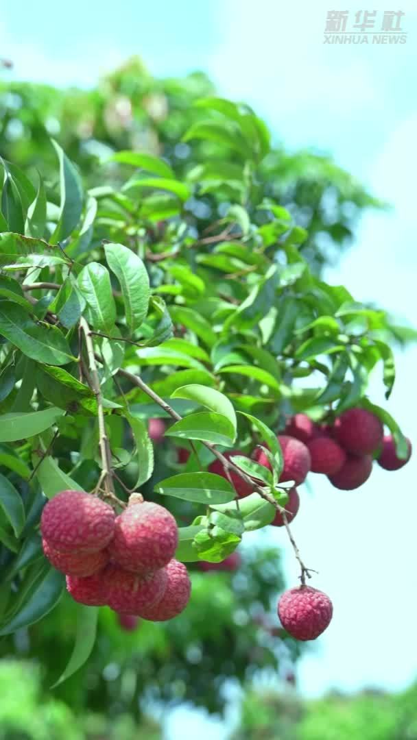 广东惠来县：超17万亩荔枝迎丰收