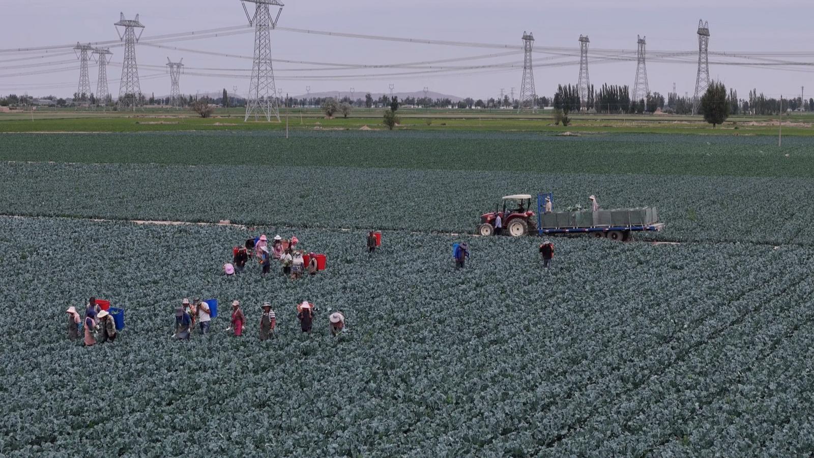 冬小麦“喝”上智慧水 永昌四季耕耘绘就“丰”景长卷