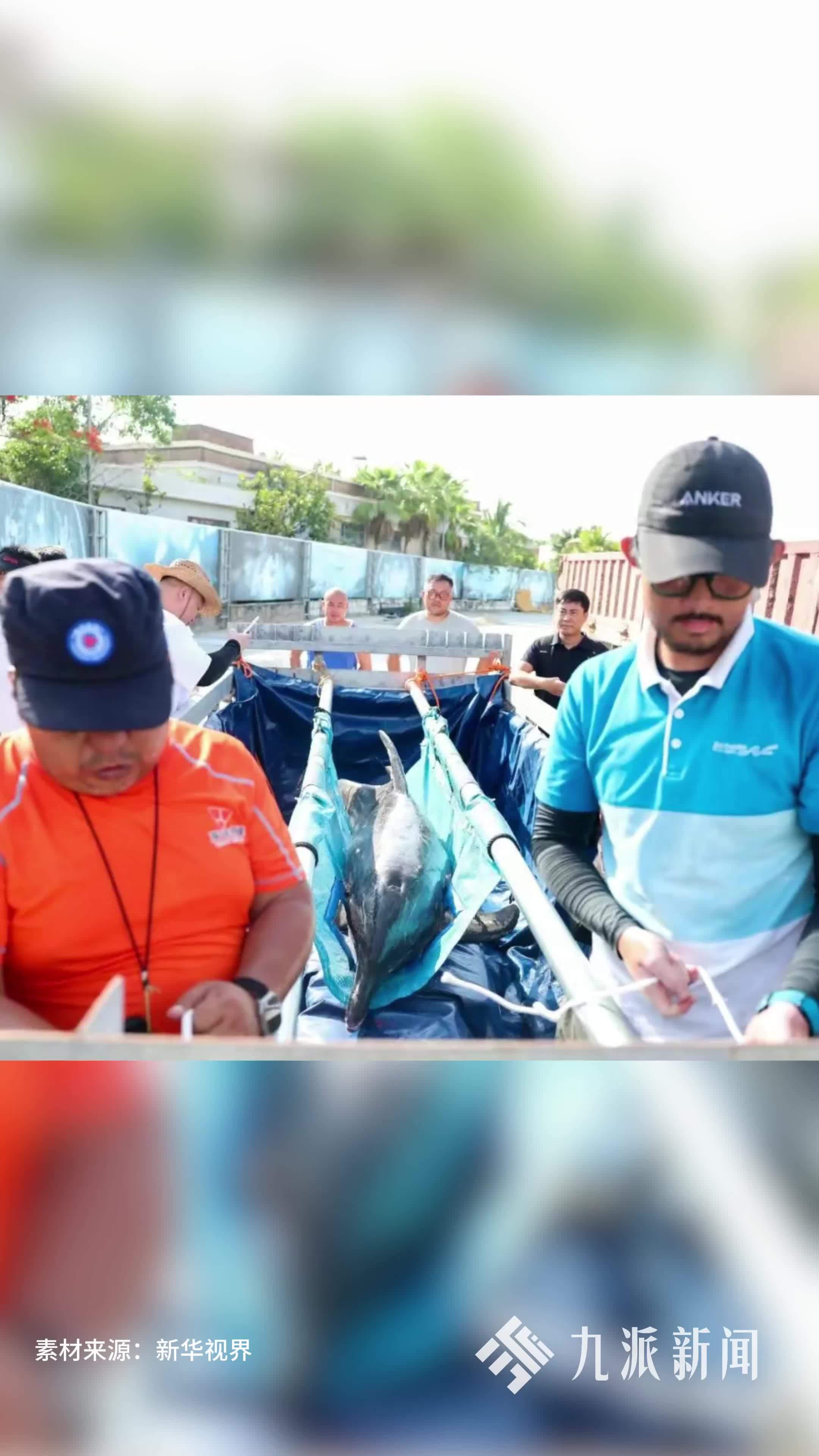 “阳阳”回家了！海南三亚放归康复糙齿海豚