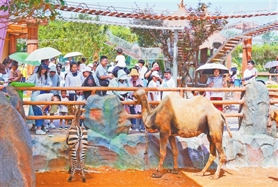 游客在欢乐世界游玩。本报全媒体记者 付强摄