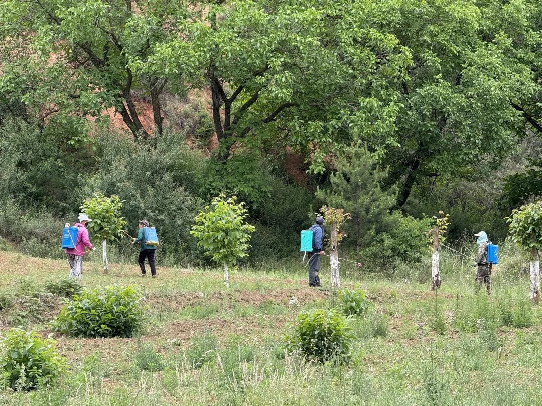 科学防控精细除草　华亭核桃园夏日“健康套餐”已送达