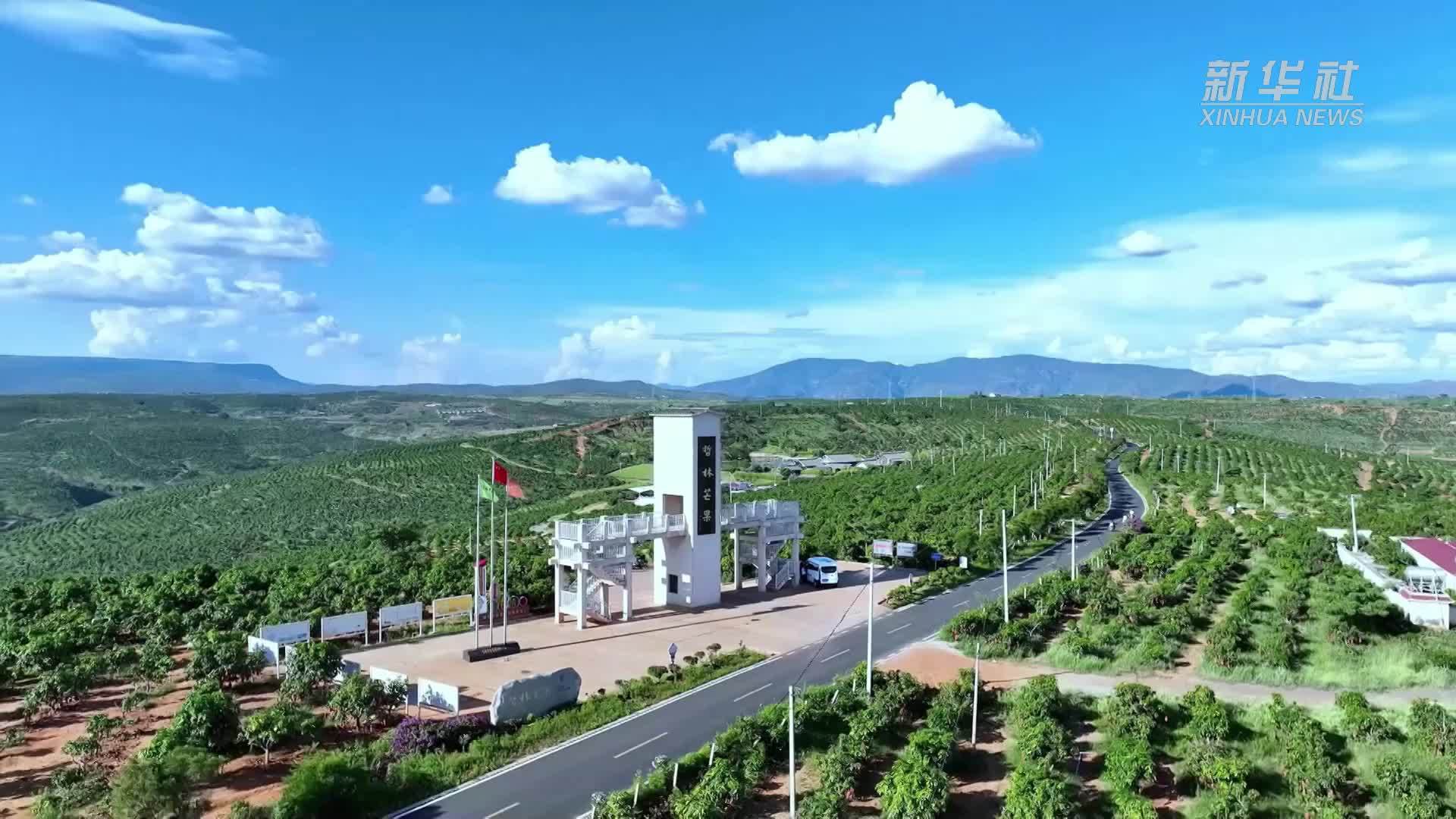 云南永仁：芒果飘香 开启“超长待机”模式