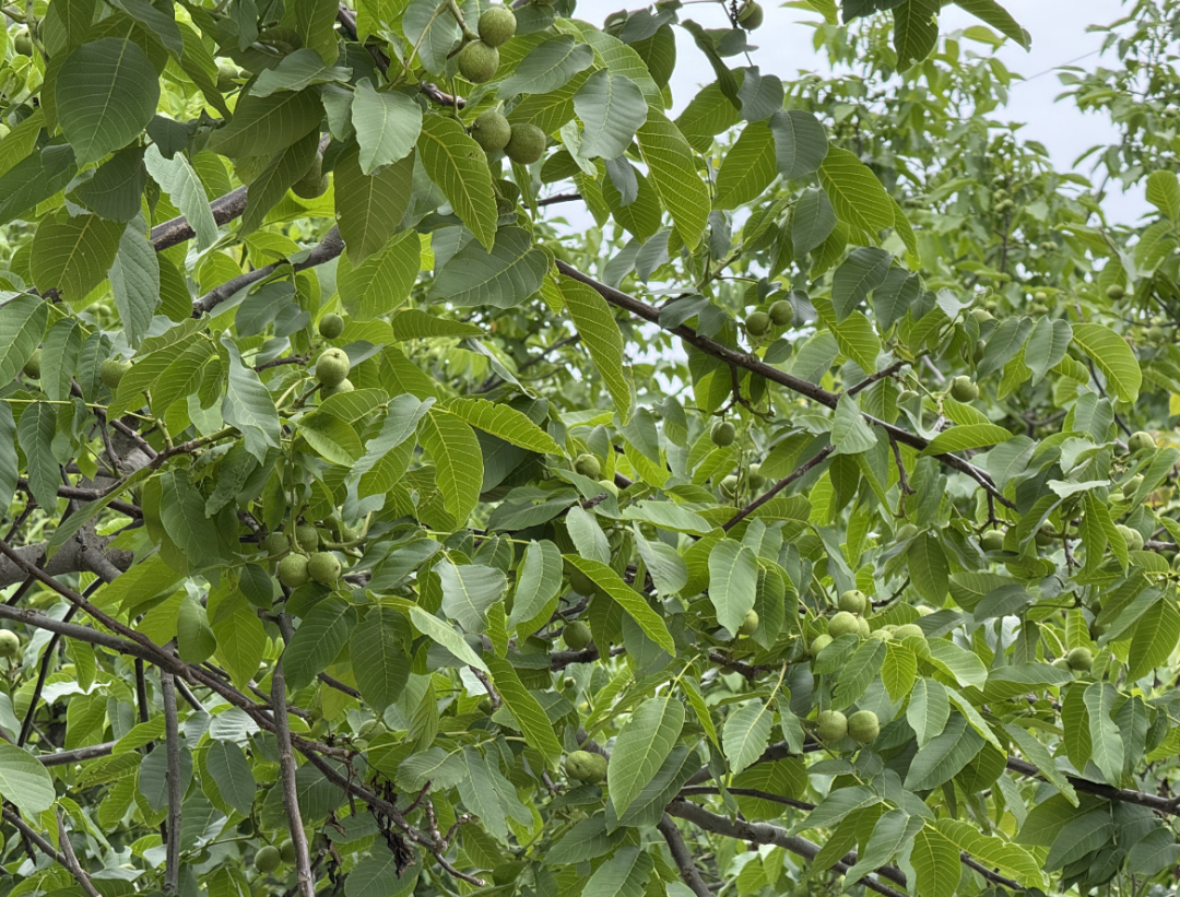 科学防控精细除草　华亭核桃园夏日“健康套餐”已送达