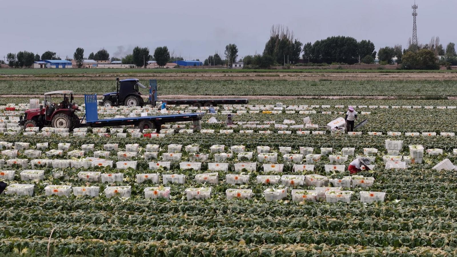 冬小麦“喝”上智慧水 永昌四季耕耘绘就“丰”景长卷