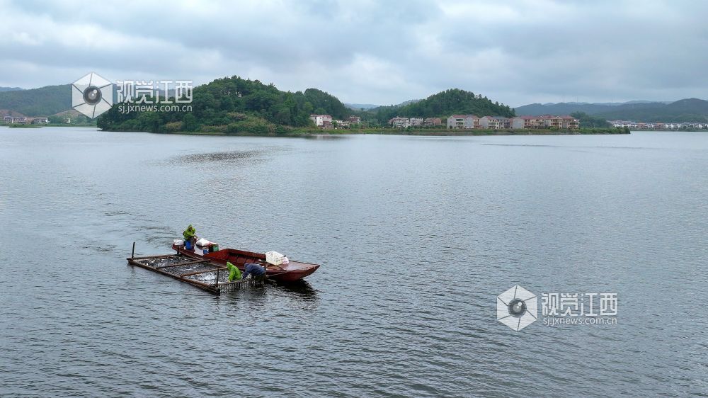 2025年6月12日，江西省吉安市吉水县阜田镇双山水库鱼跃人欢，一派丰收景象，渔民们正忙着收网起鱼。