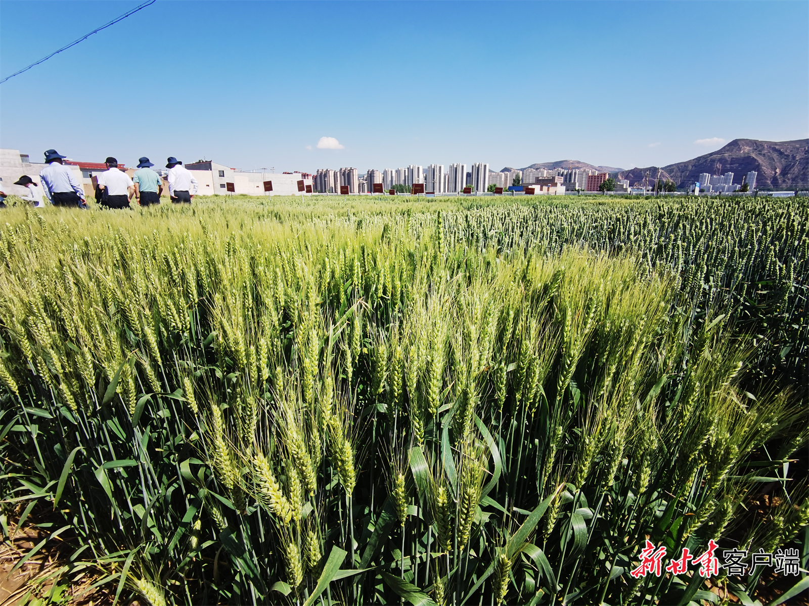试验田里层层麦浪