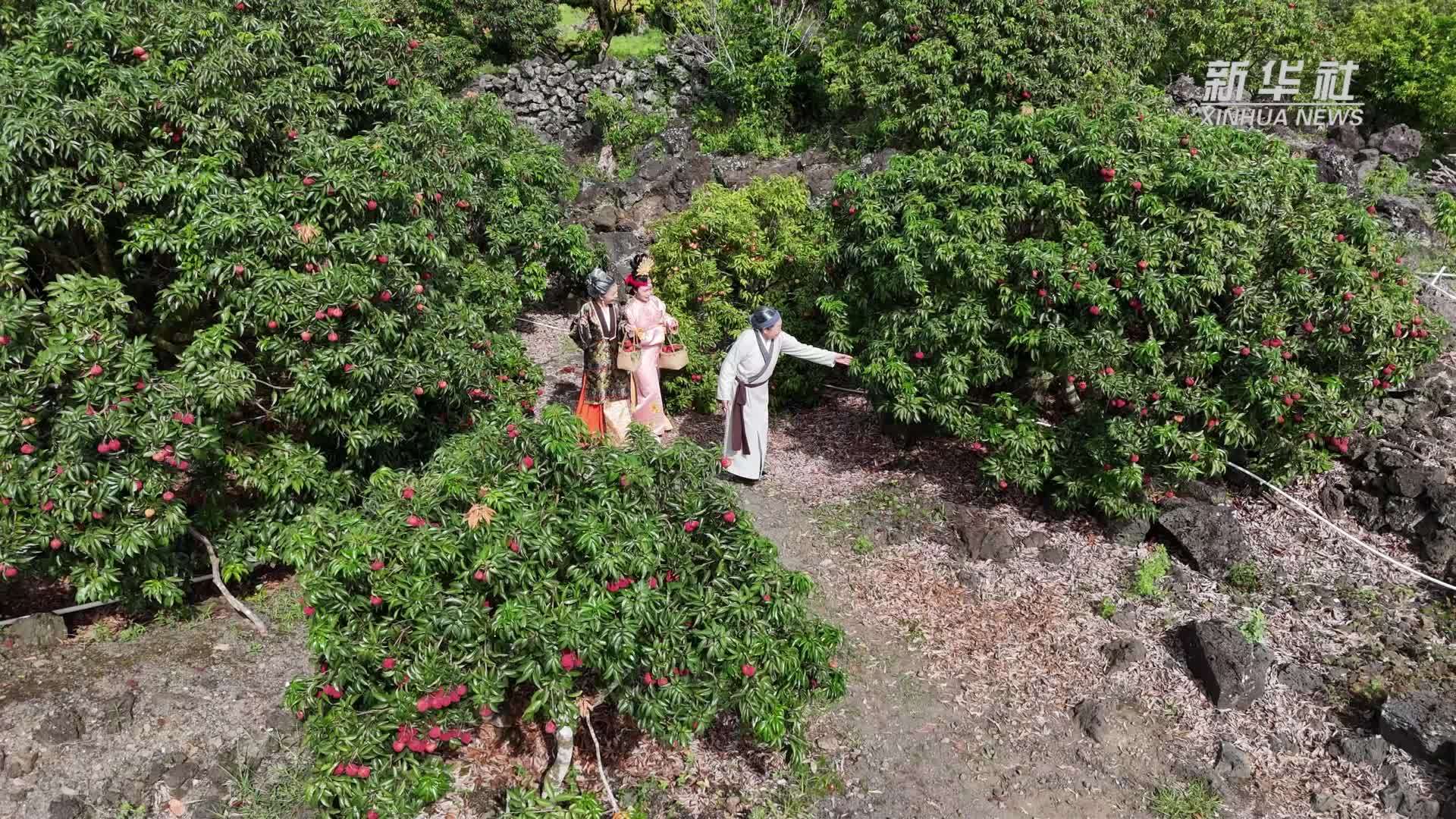 一颗小荔枝撬动乡村振兴大产业