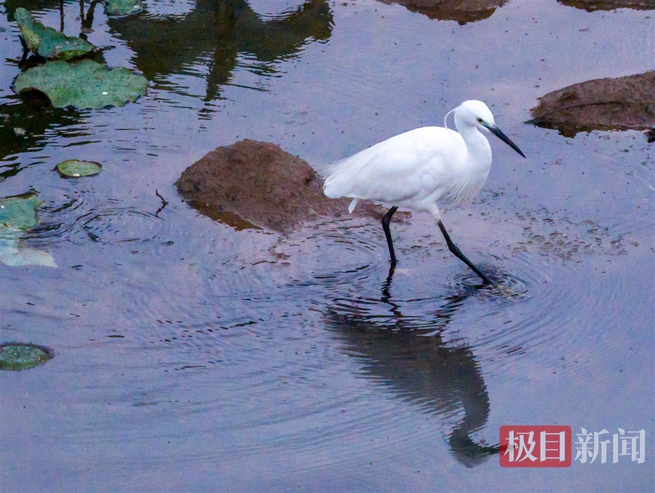 白鹭.jpg