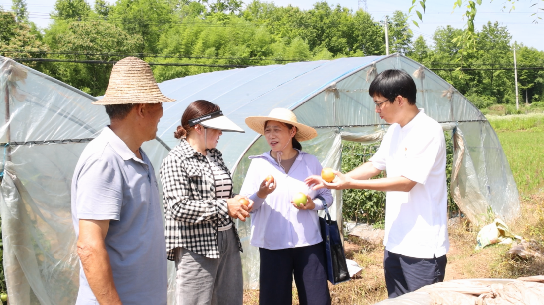 黄山市徽州区：精准破解难题，提升西红柿品质