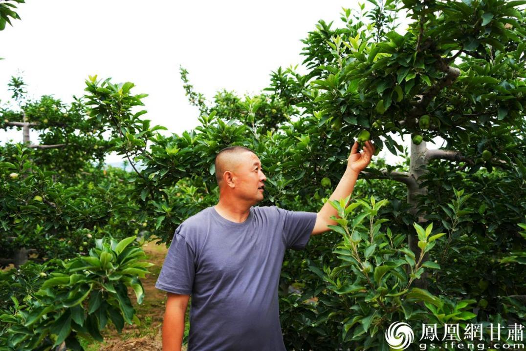 20载谋一果，种植户武正全只为让花牛更“牛”。马瑞凡　摄