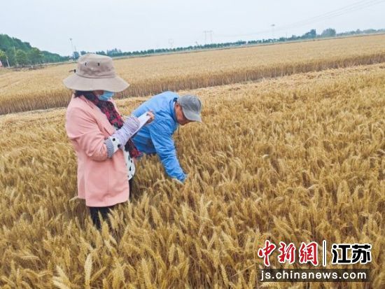 测产现场。睢宁县委宣传部供图