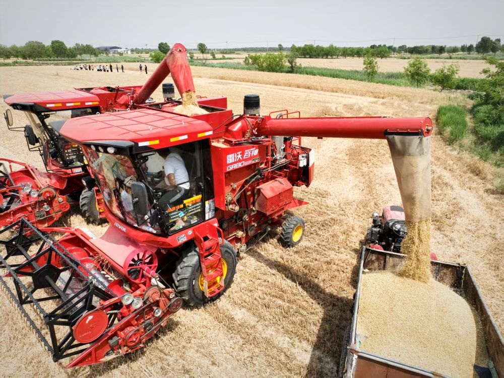 在山东省滨州市无棣县一处麦地，农户正在对收割的小麦进行装车。新华社记者高天 摄