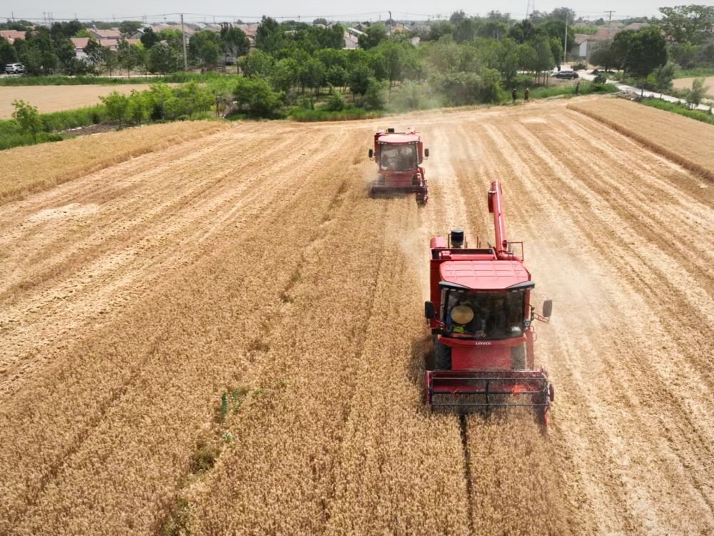 在山东省滨州市无棣县一处麦地，收割机正在作业。新华社记者高天 摄