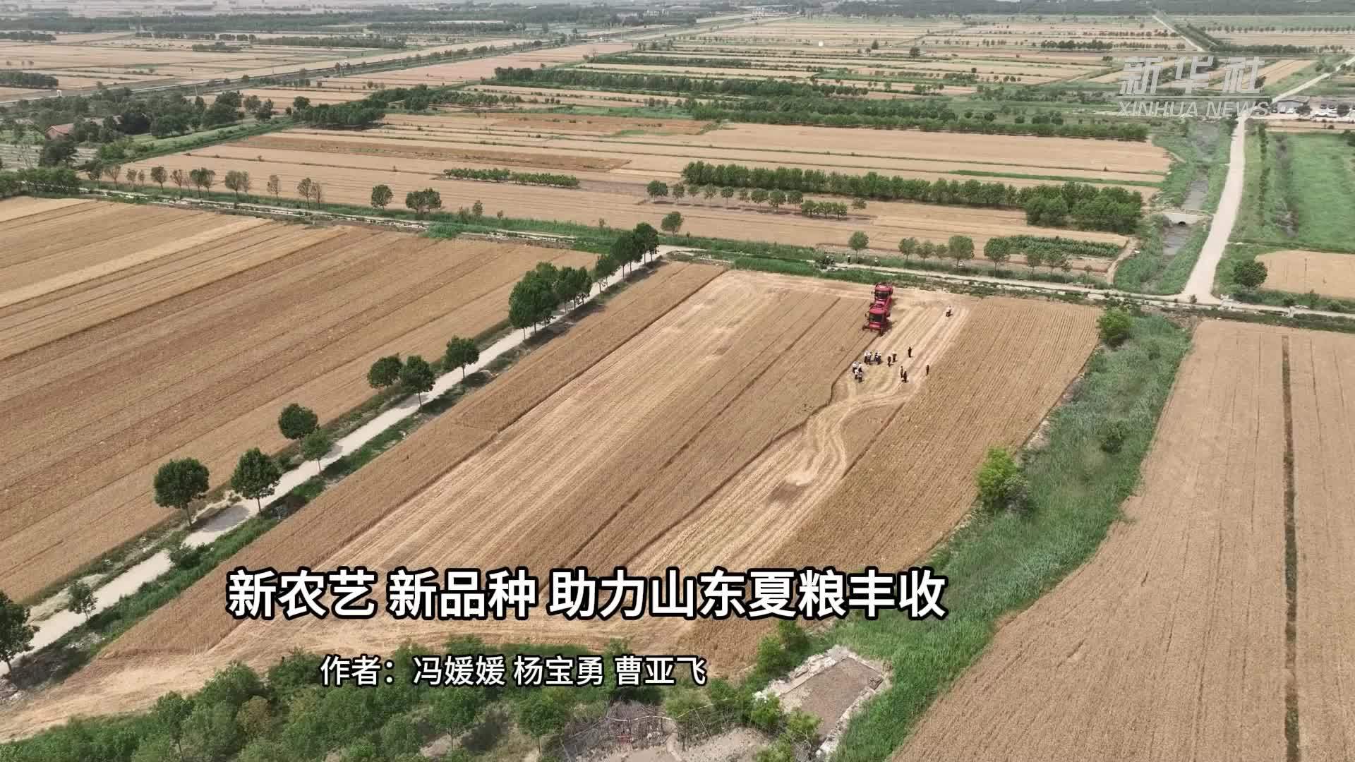 新农艺 新品种 助力山东夏粮丰收