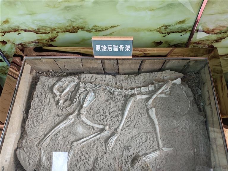 原始后猫骨架化石