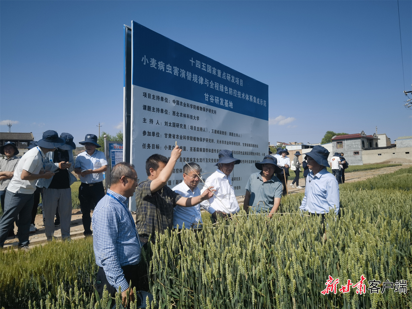 专家查看甘肃省农业科学院甘谷试验站的小麦　本文视频和图片均由新甘肃&middot;甘肃日报记者冯宝强摄制