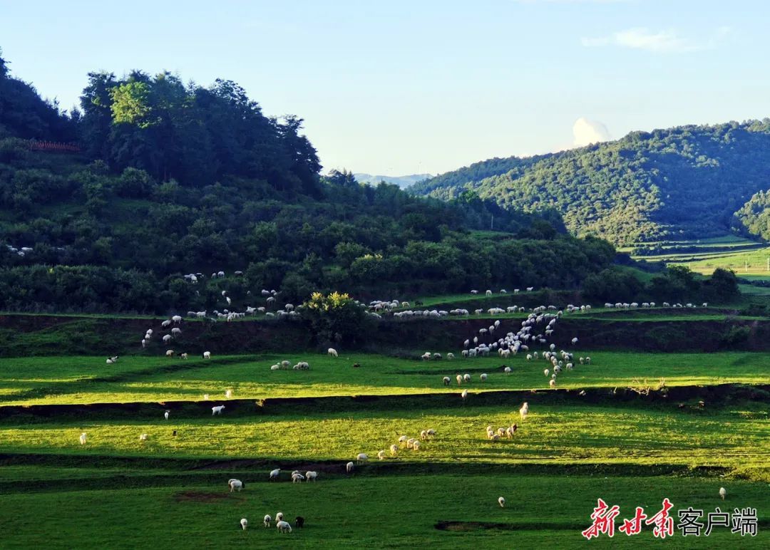 清水县非子牧场绿草如茵　新甘肃&middot;甘肃日报通讯员　雷金锋　摄